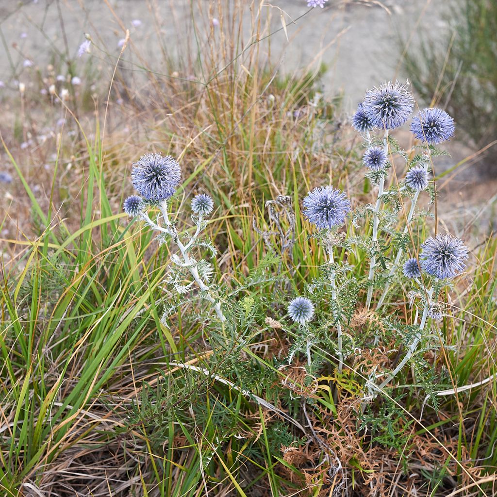 Otapallo-ohdake - Echinops ritro