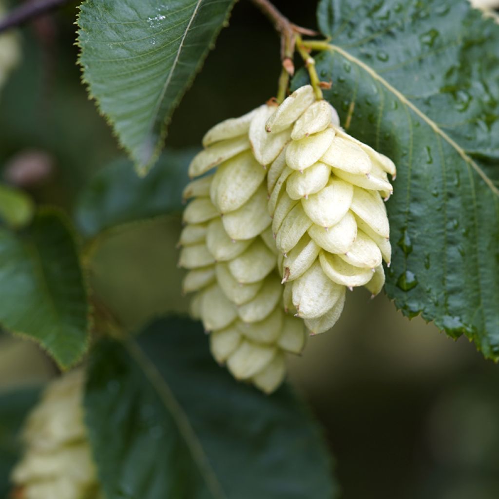 Euroopanhumalapyökki - Ostrya carpinifolia