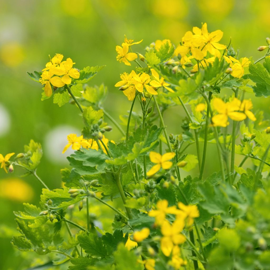 Keltamo luomu - Chelidonium majus
