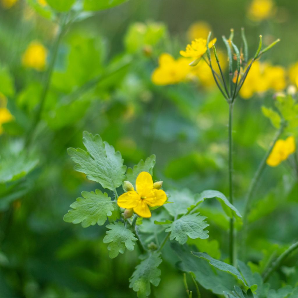 Keltamo luomu - Chelidonium majus