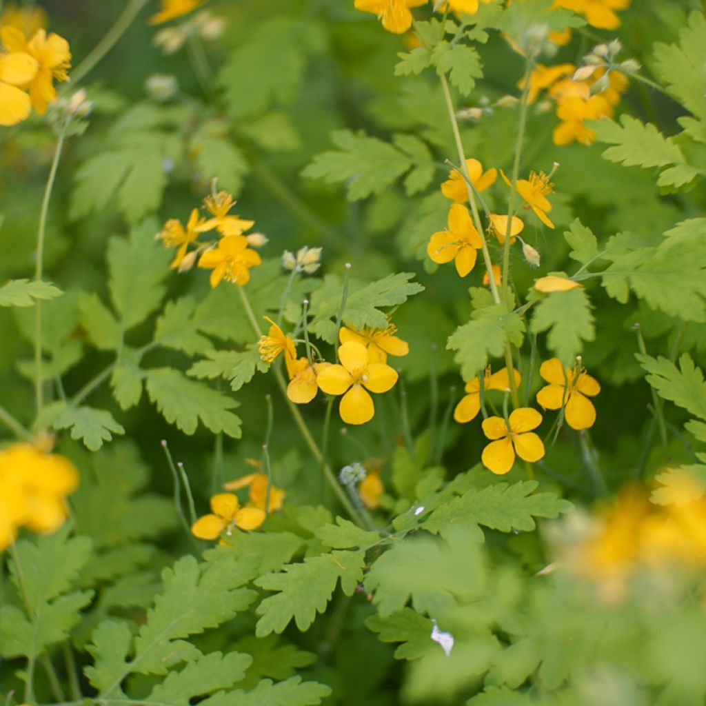 Keltamo luomu - Chelidonium majus