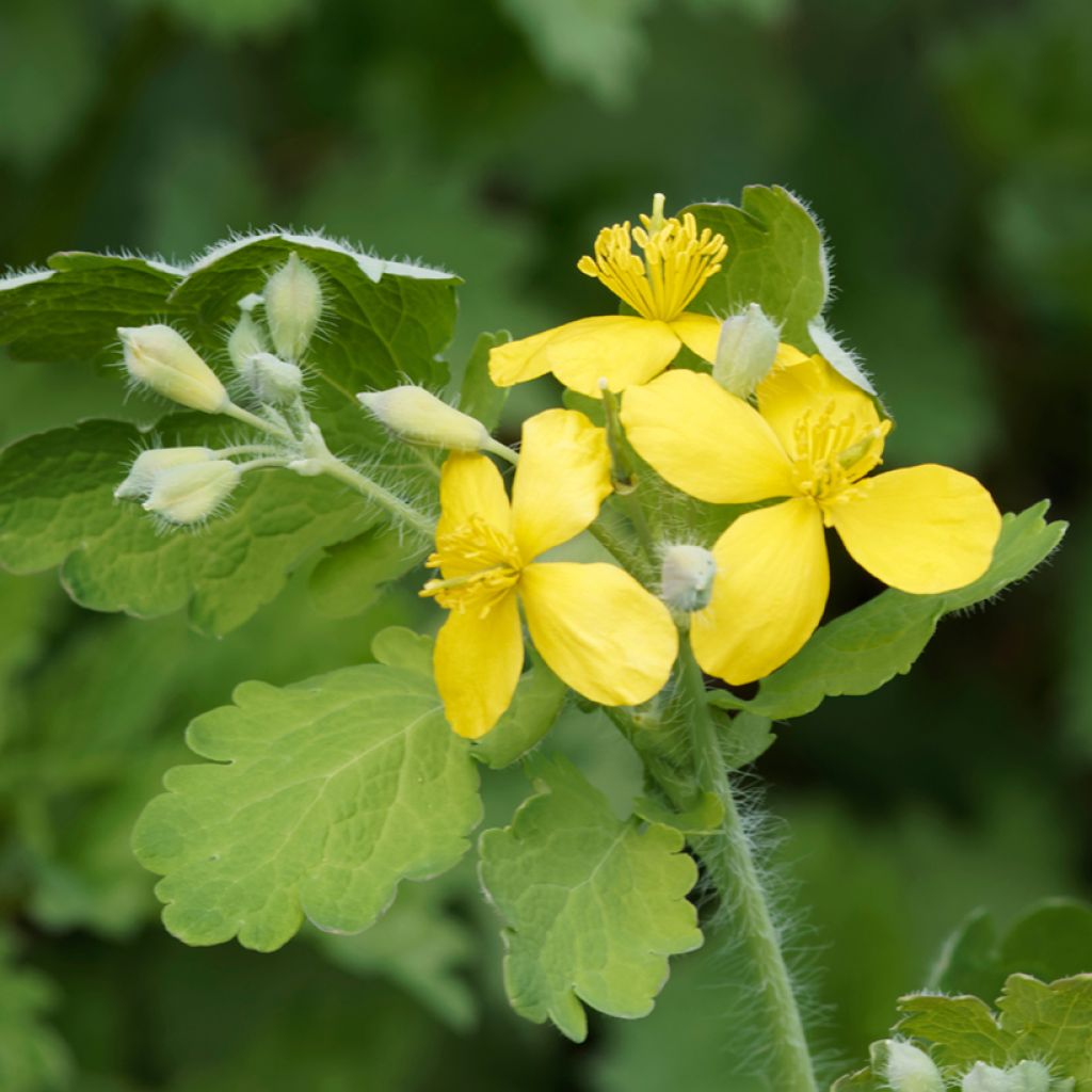 Keltamo luomu - Chelidonium majus