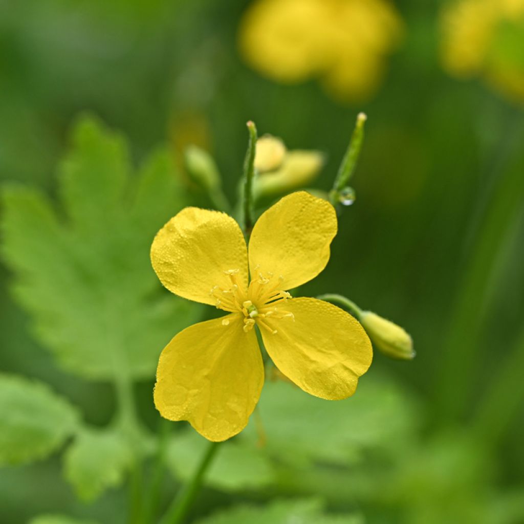 Keltamo luomu - Chelidonium majus