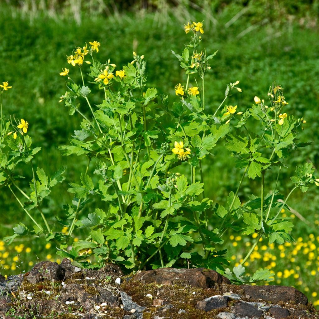 Keltamo luomu - Chelidonium majus