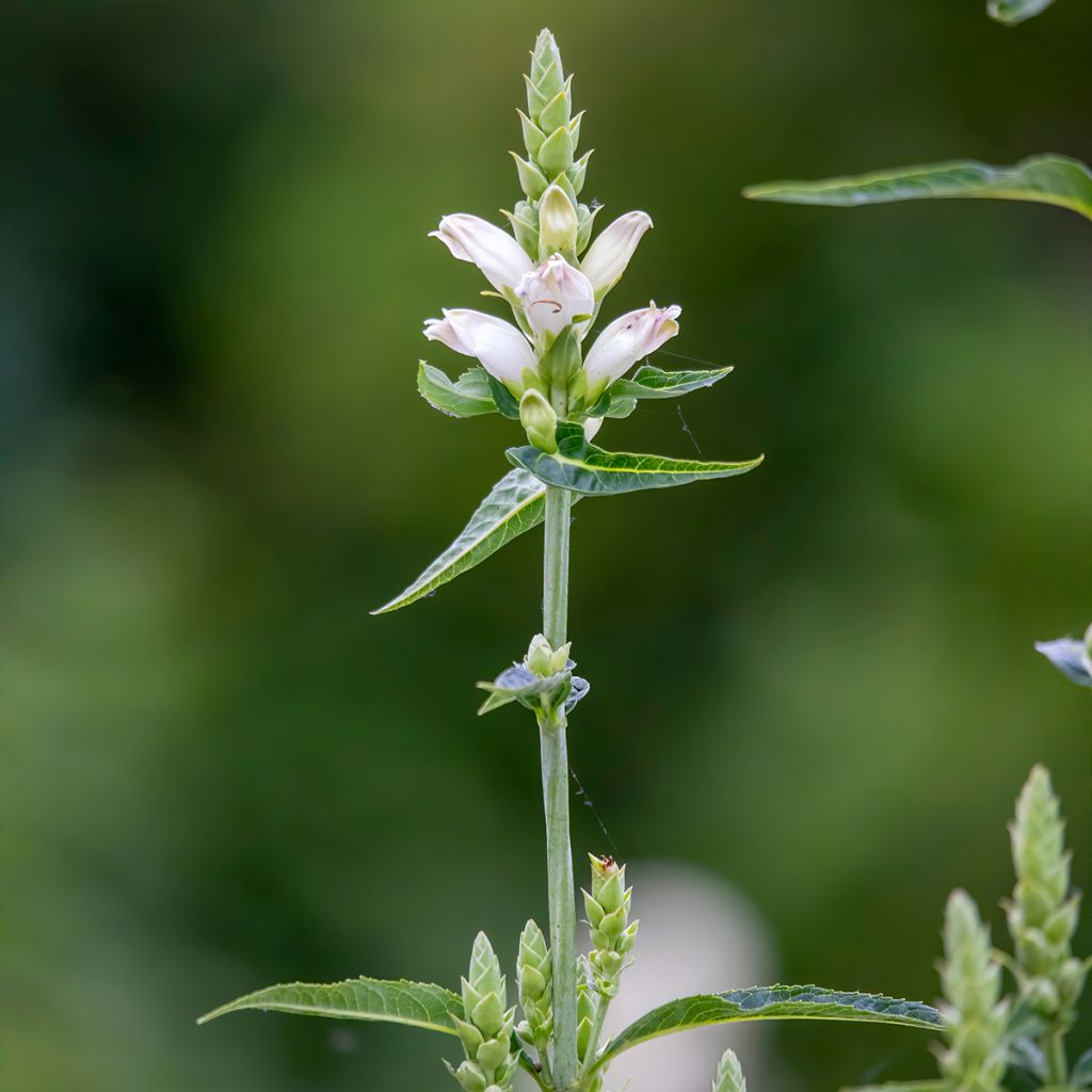 Valkokonnanyrtti - Chelone glabra