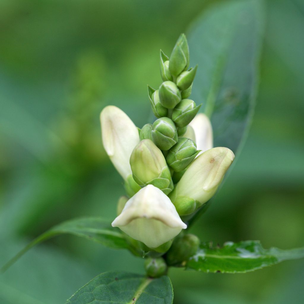 Valkokonnanyrtti - Chelone glabra