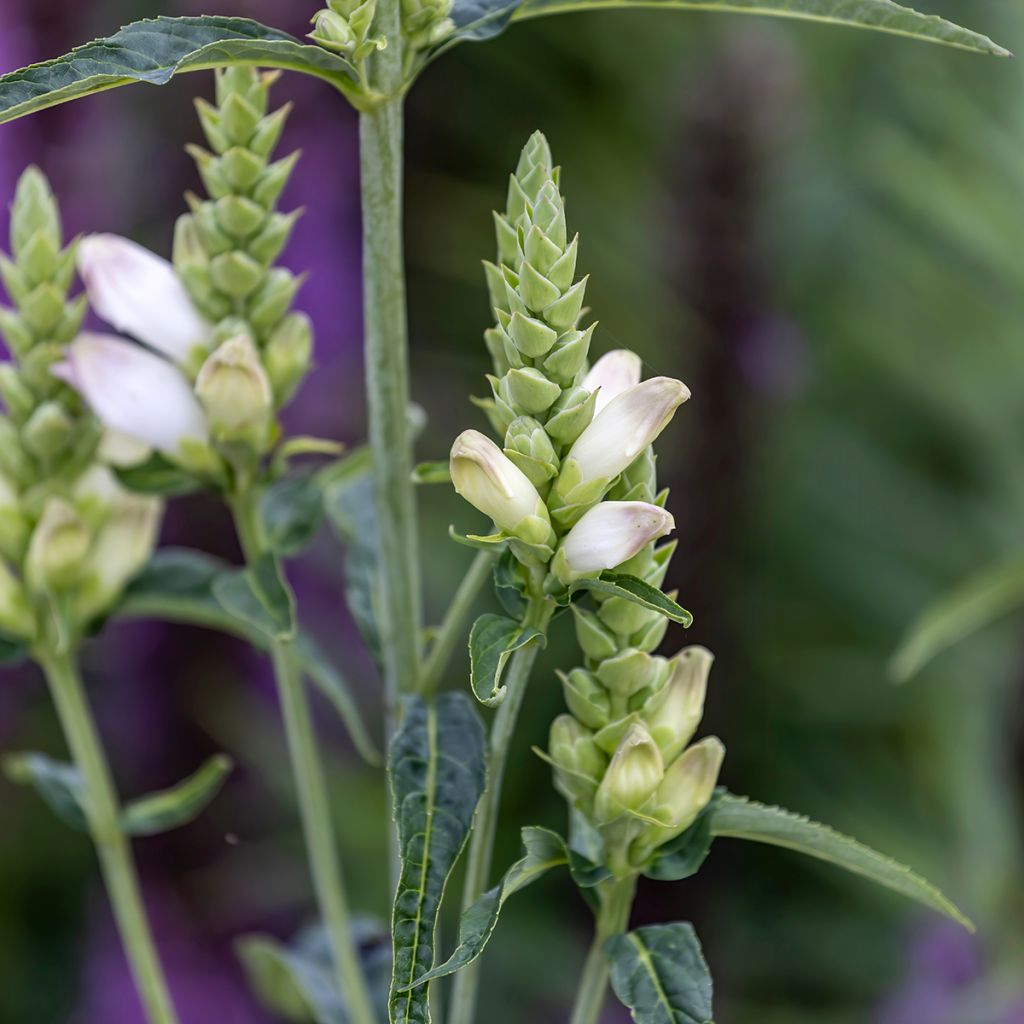 Valkokonnanyrtti - Chelone glabra