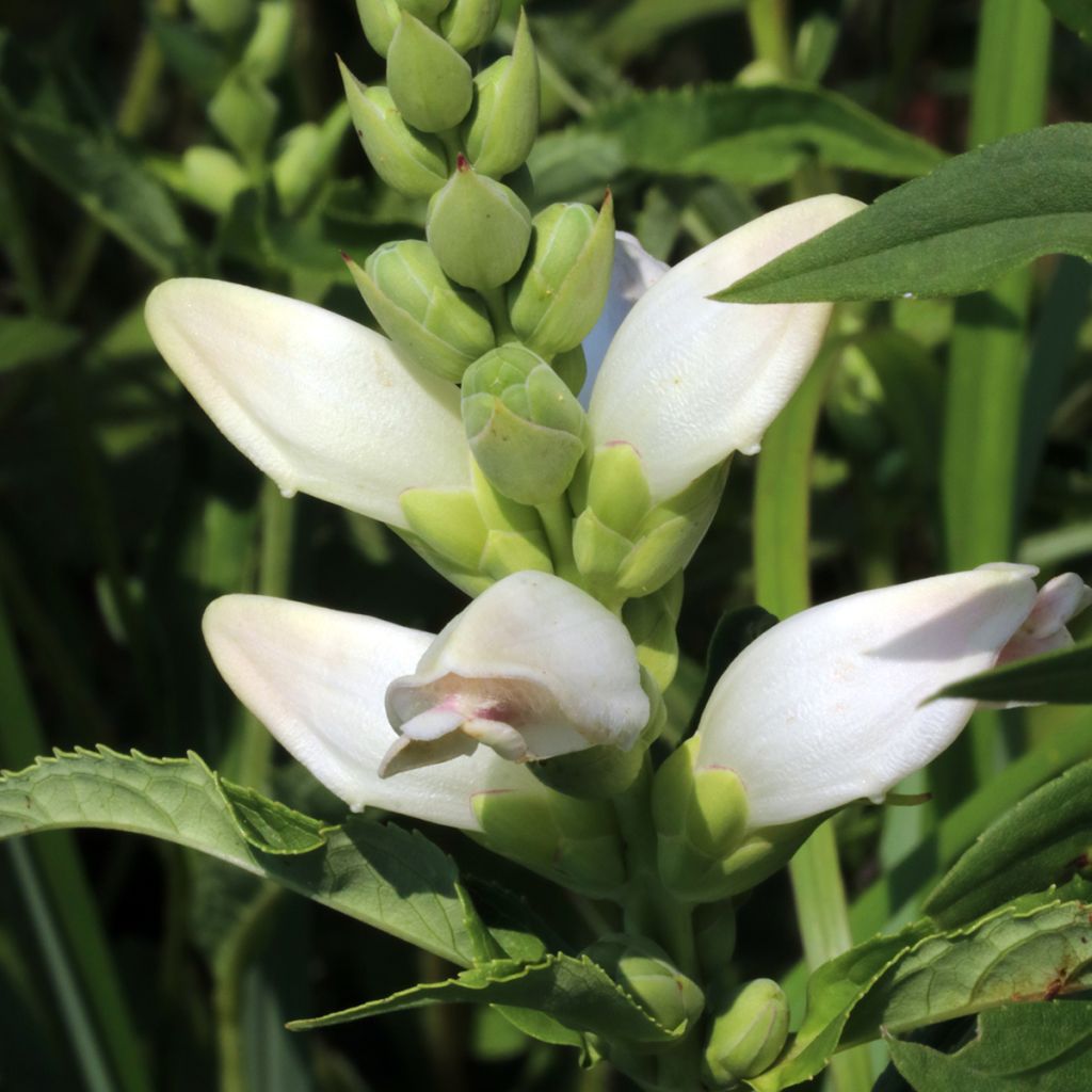 Valkokonnanyrtti - Chelone glabra