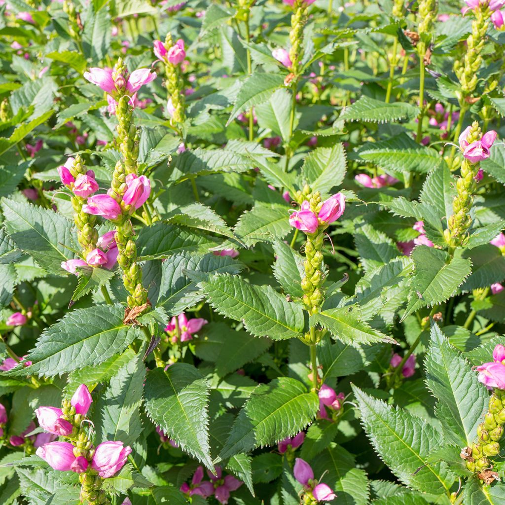 Lilakonnanyrtti - Chelone obliqua