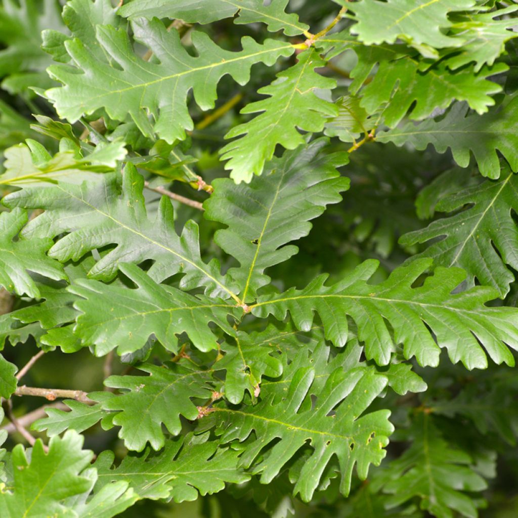 Unkarintammi - Quercus frainetto
