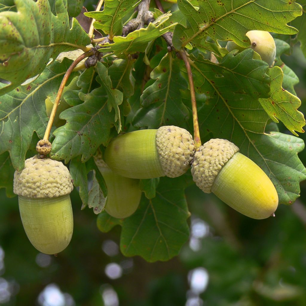 Unkarintammi - Quercus frainetto