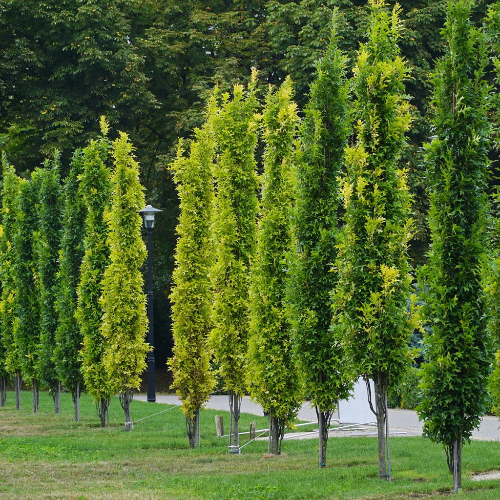 Otatammi Green Pillar