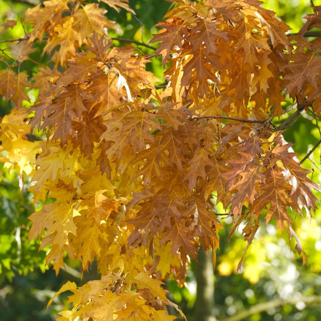 Otatammi - Quercus palustris
