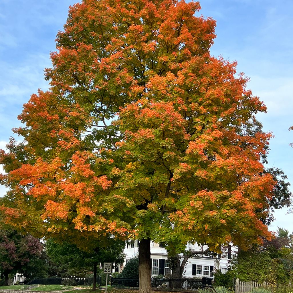 Otatammi - Quercus palustris