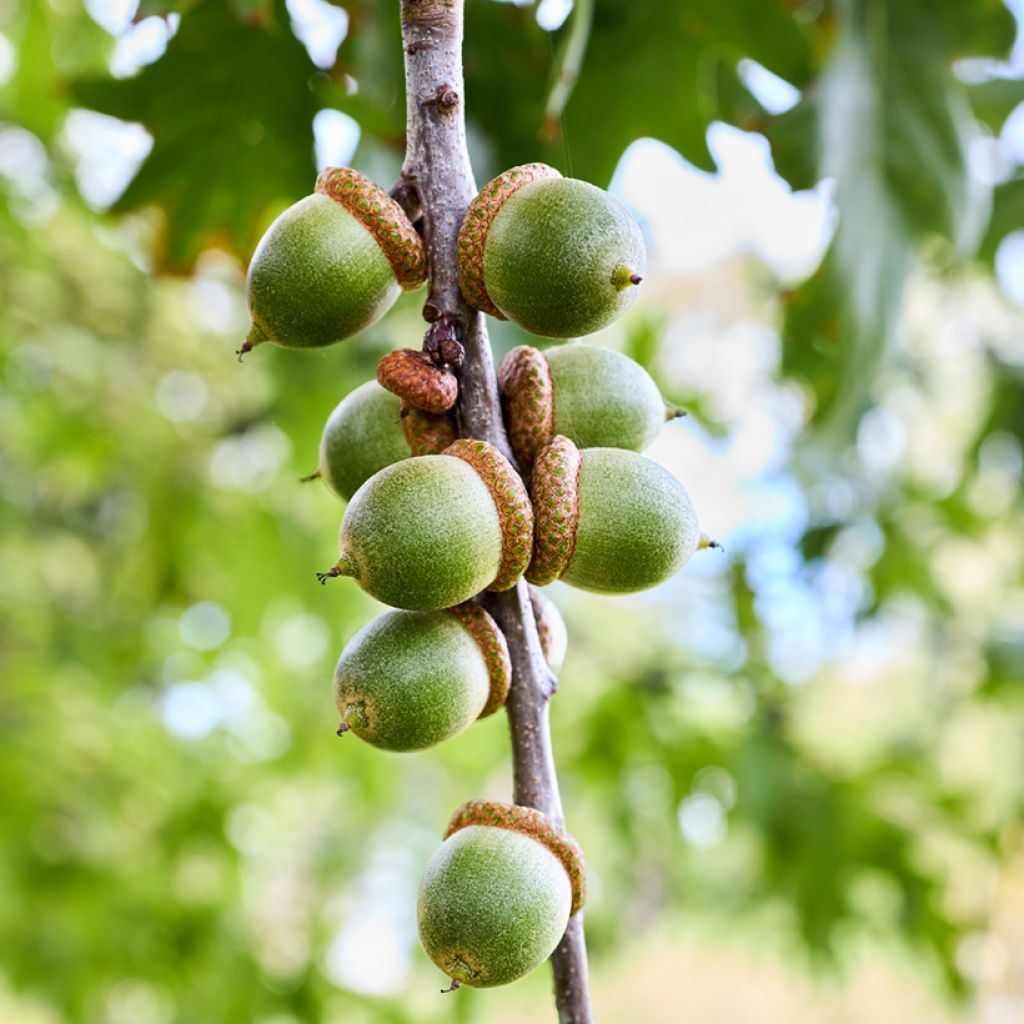 Otatammi - Quercus palustris