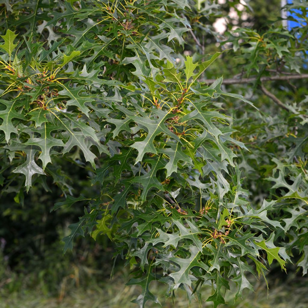 Otatammi - Quercus palustris