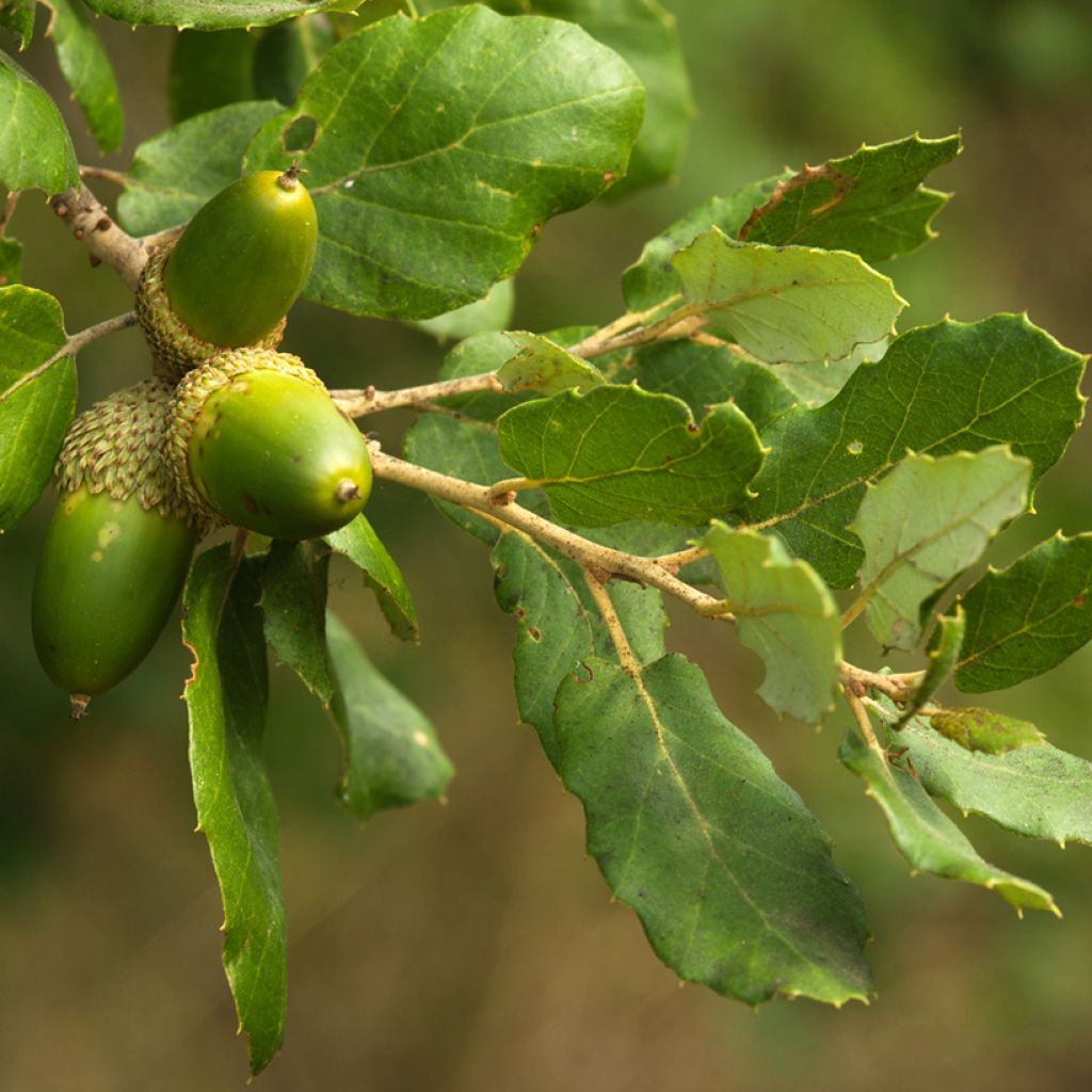 Korkkitammi - Quercus suber