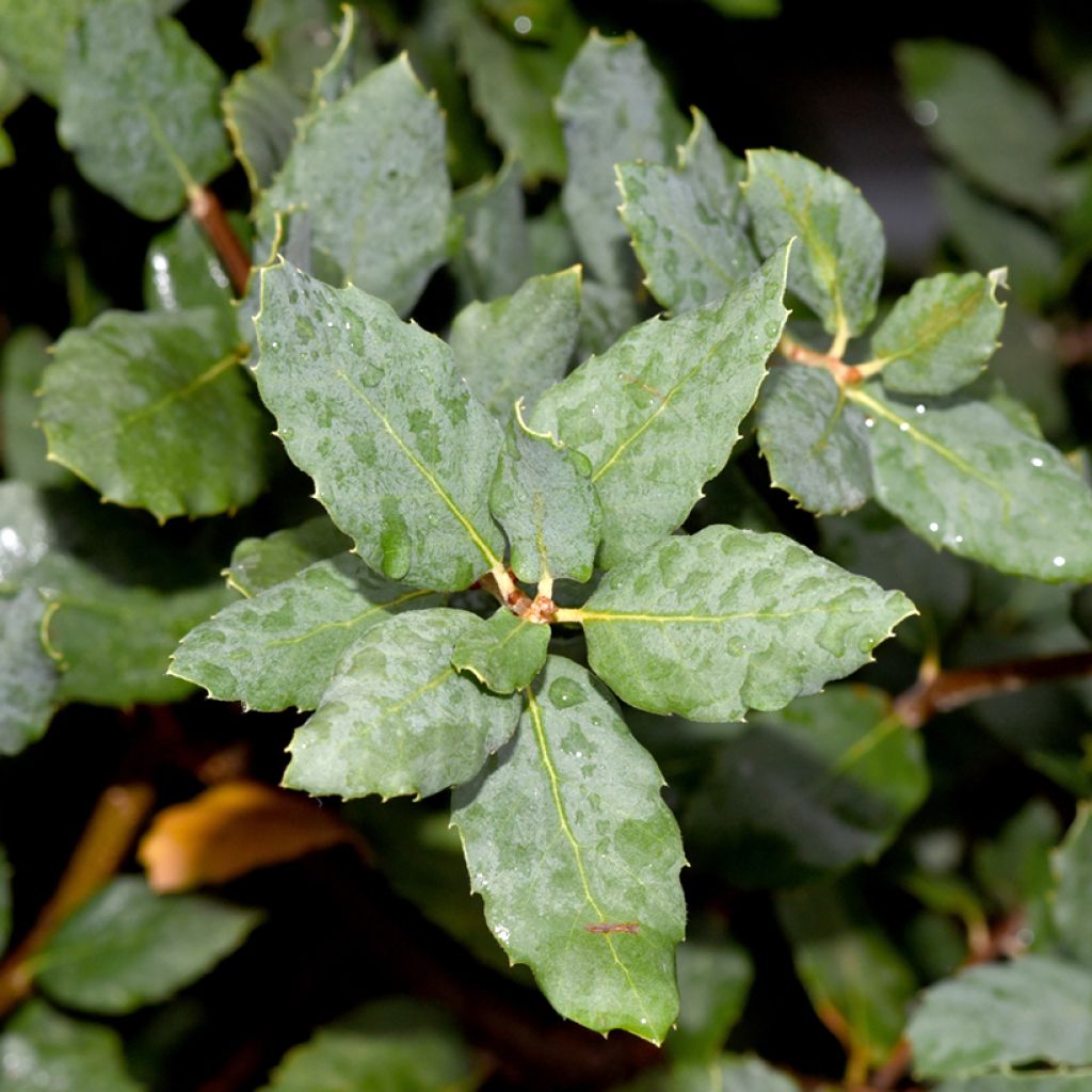 Korkkitammi - Quercus suber
