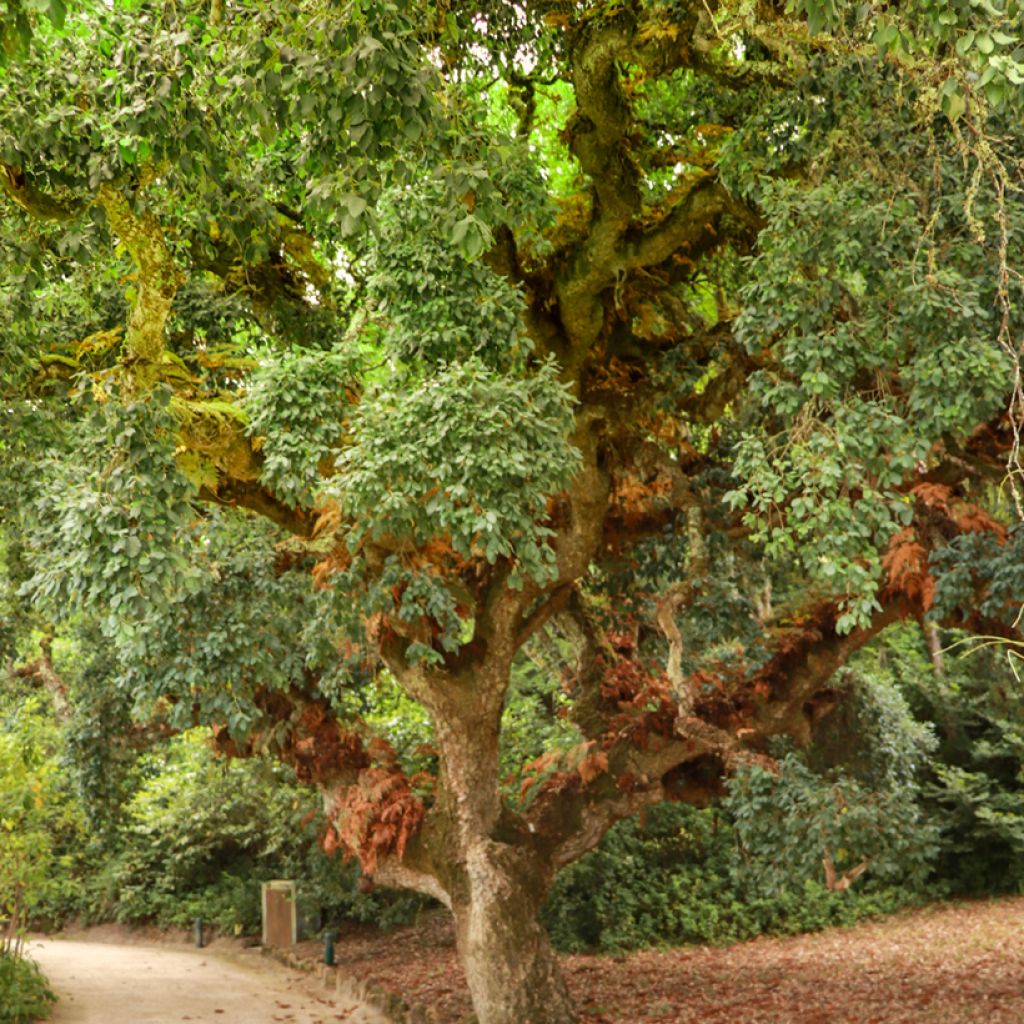 Korkkitammi - Quercus suber