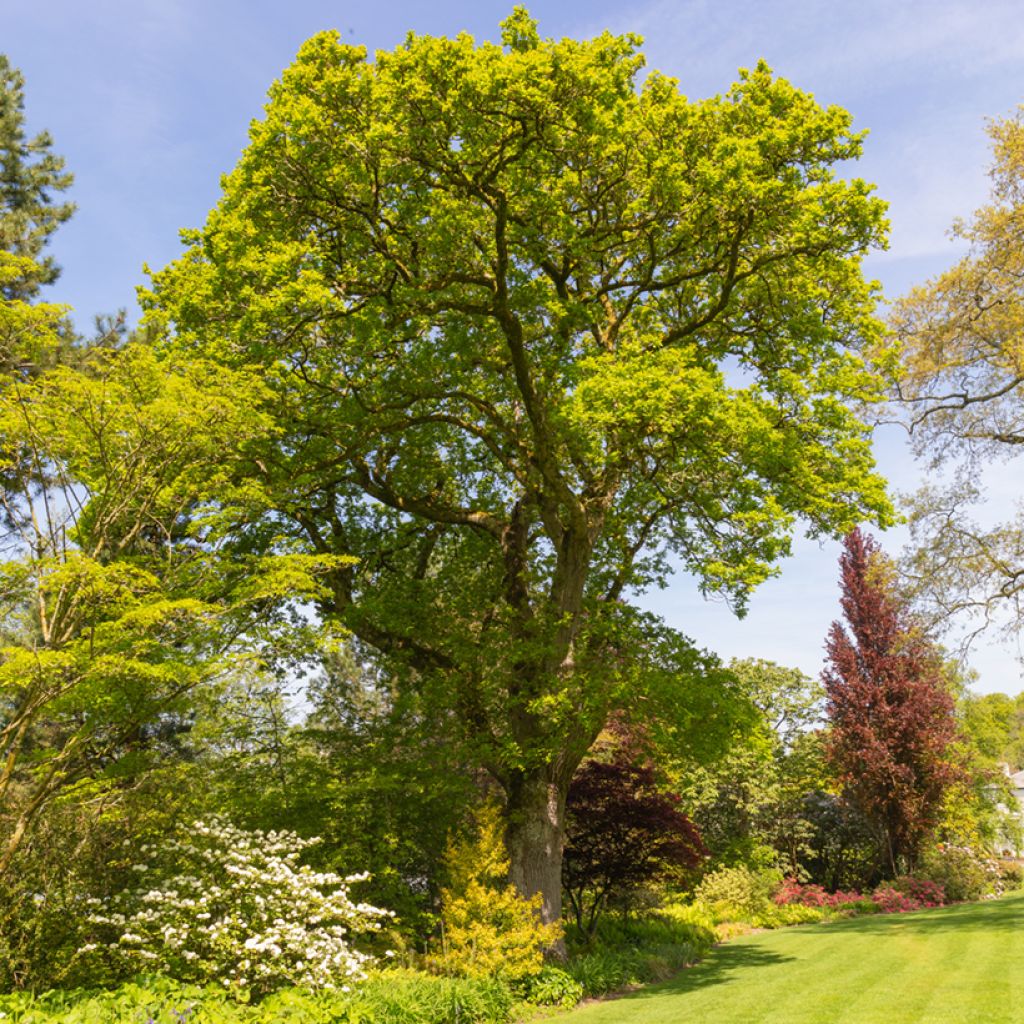 Metsätammi - Quercus robur