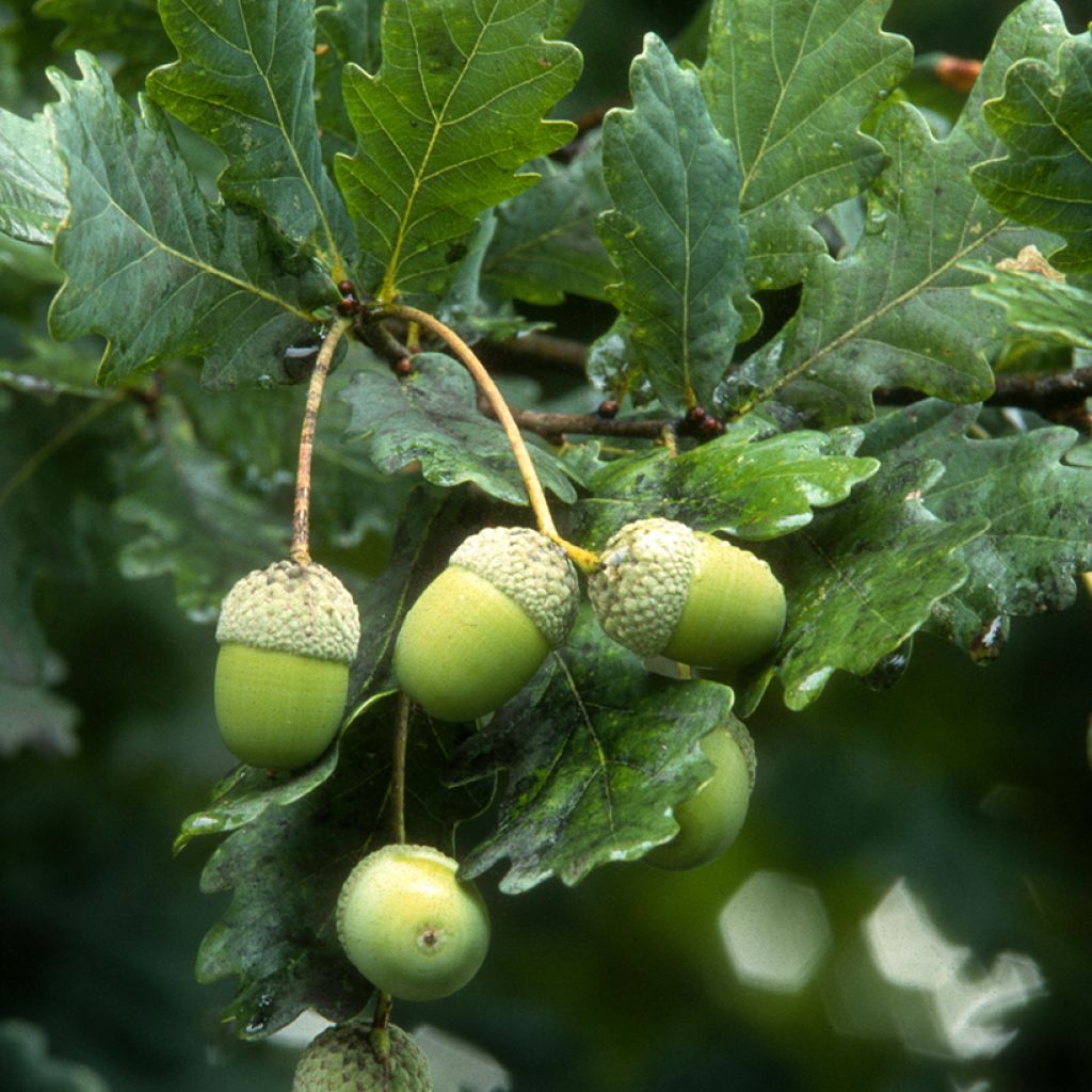 Metsätammi - Quercus robur