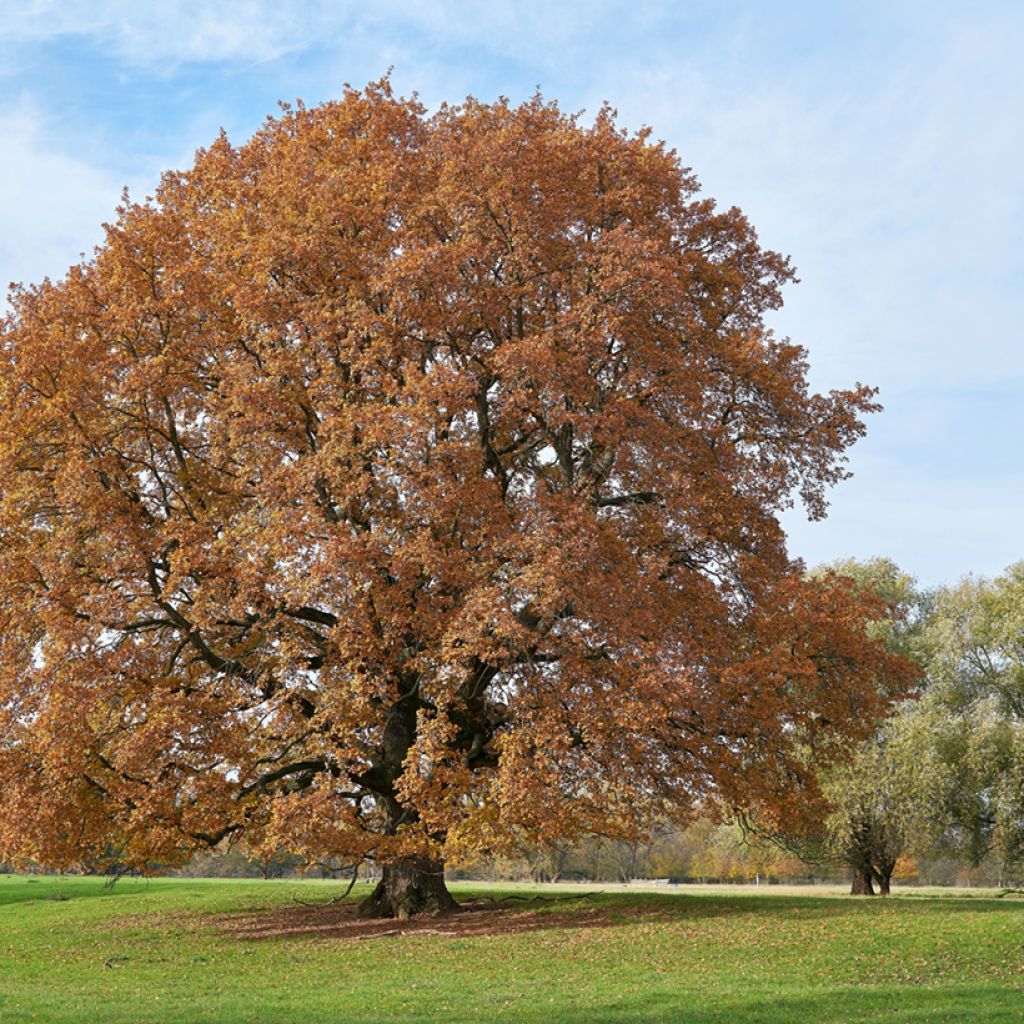 Metsätammi - Quercus robur