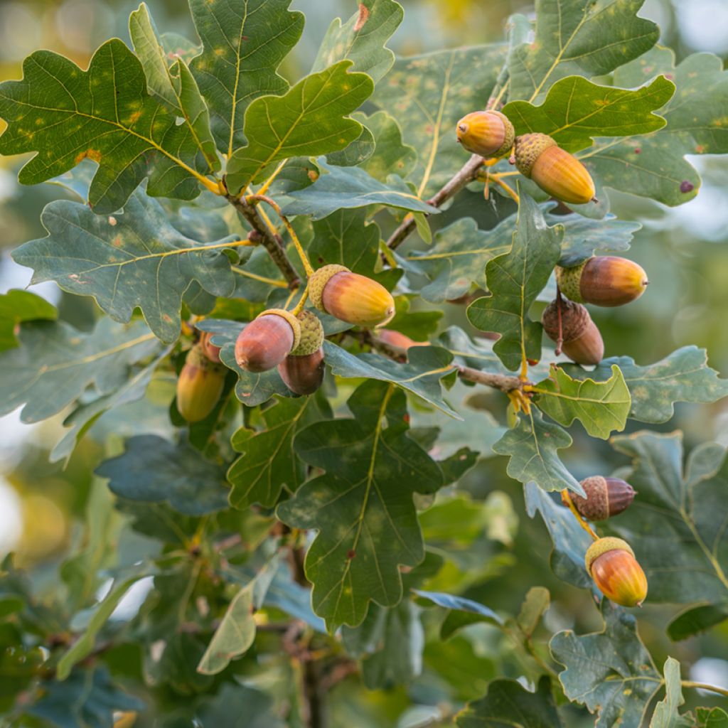 Metsätammi - Quercus robur