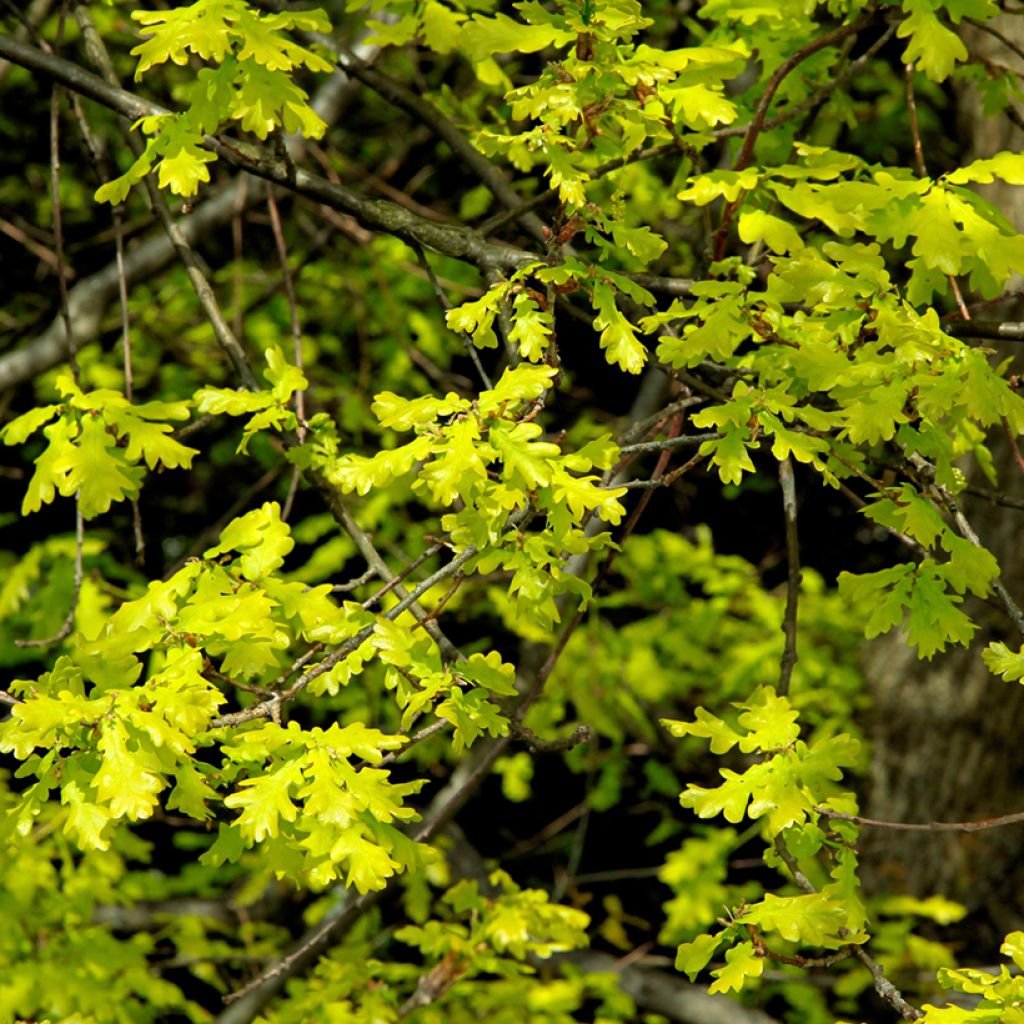 Talvitammi - Quercus petraea