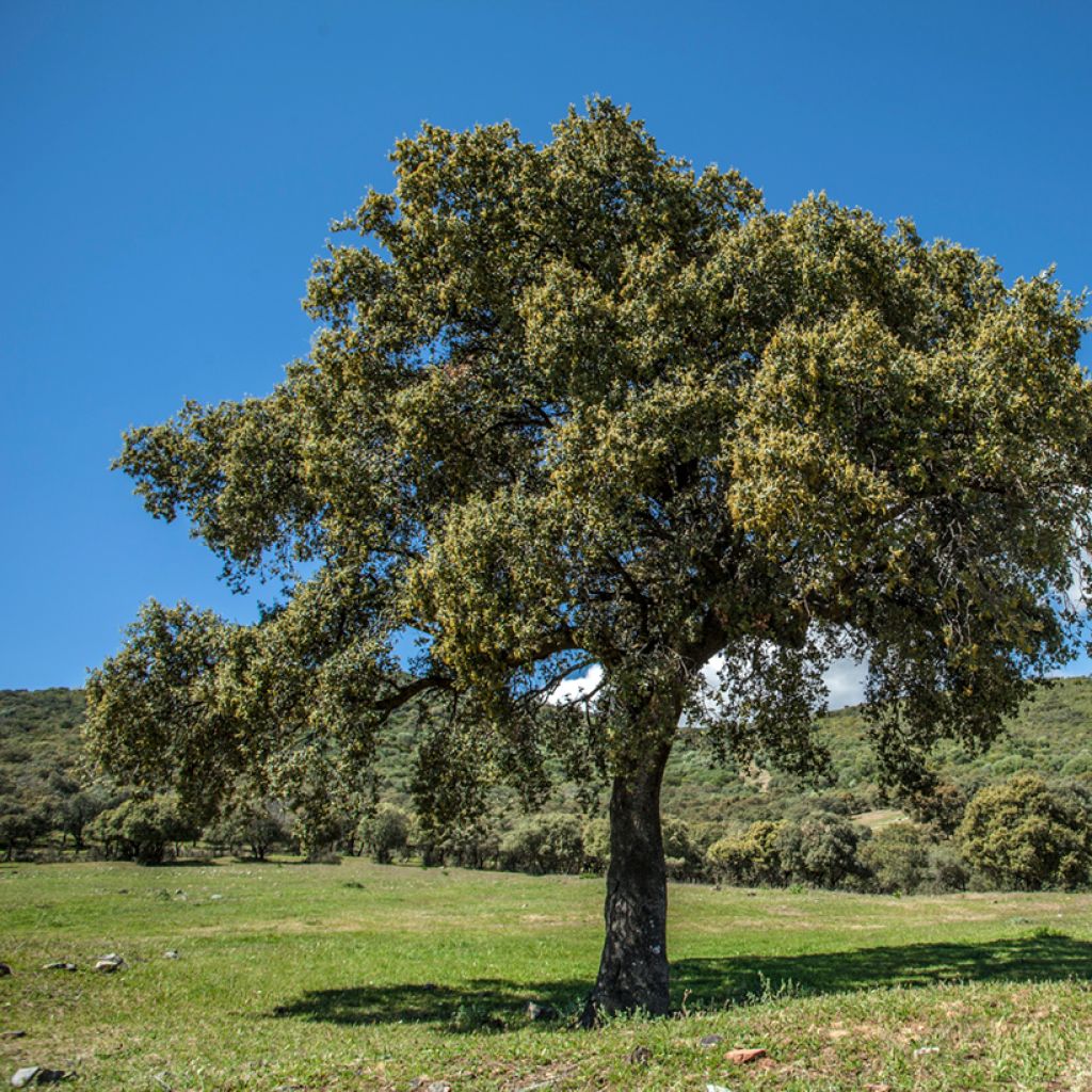 Rautatammi - Quercus ilex