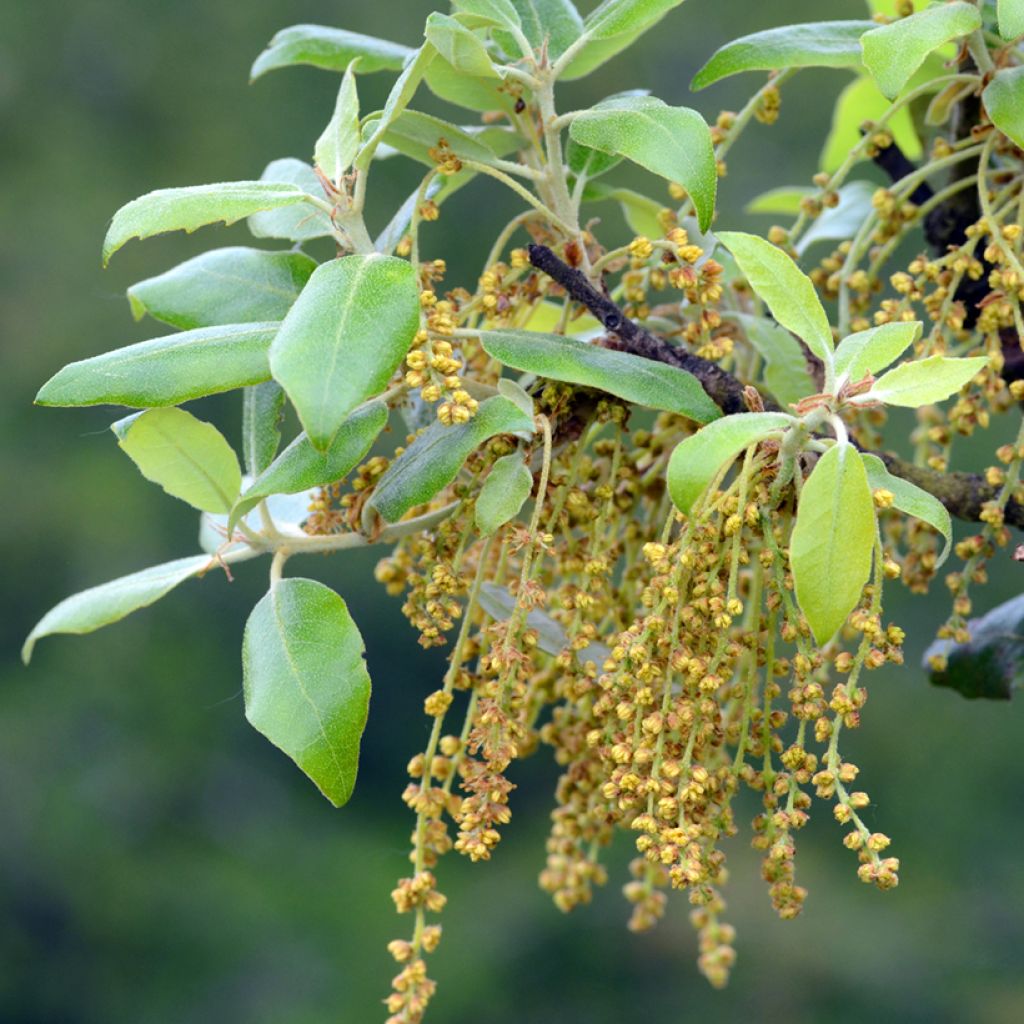 Rautatammi - Quercus ilex