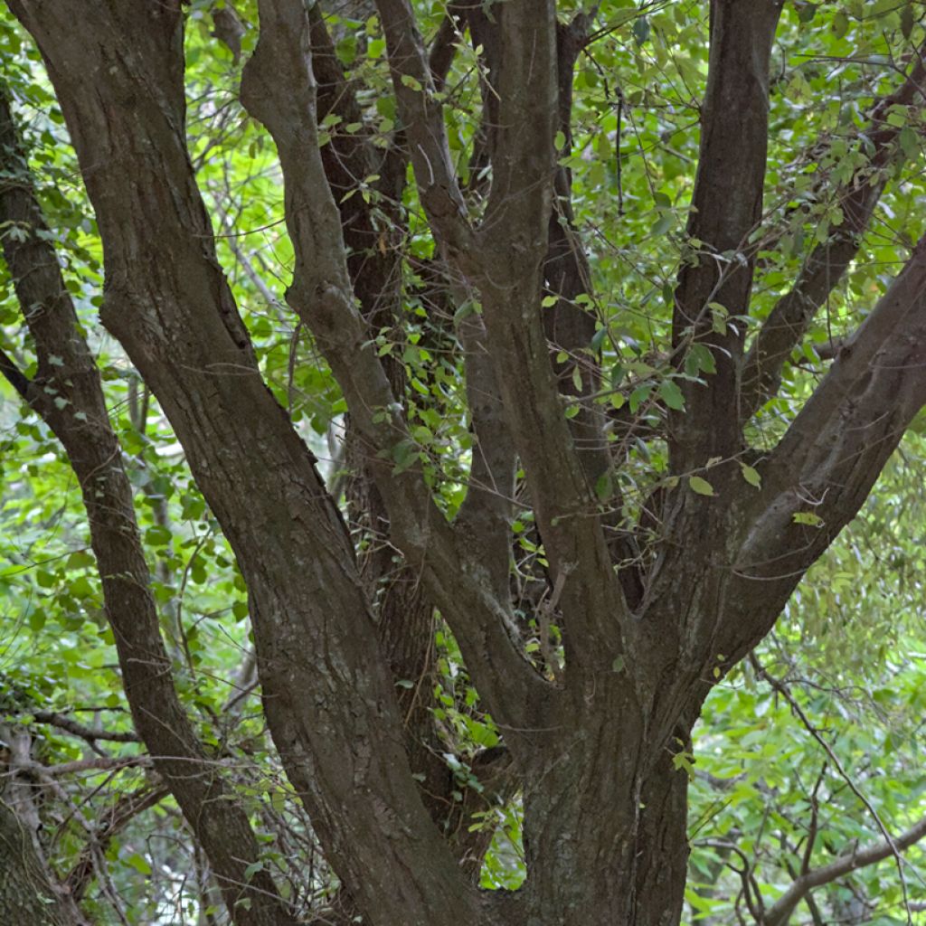 Rautatammi - Quercus ilex
