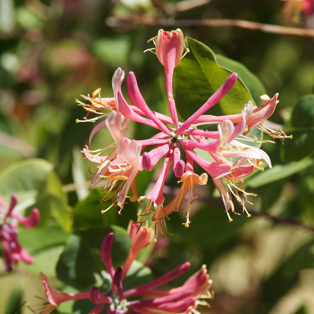 Koreaköynnöskuusama - Lonicera x heckrottii