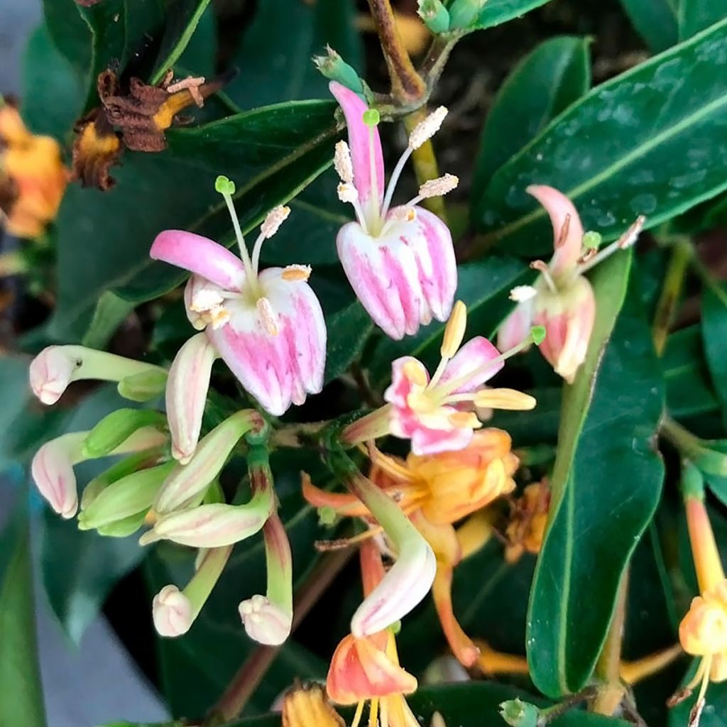 Myrttikuusama Marinella