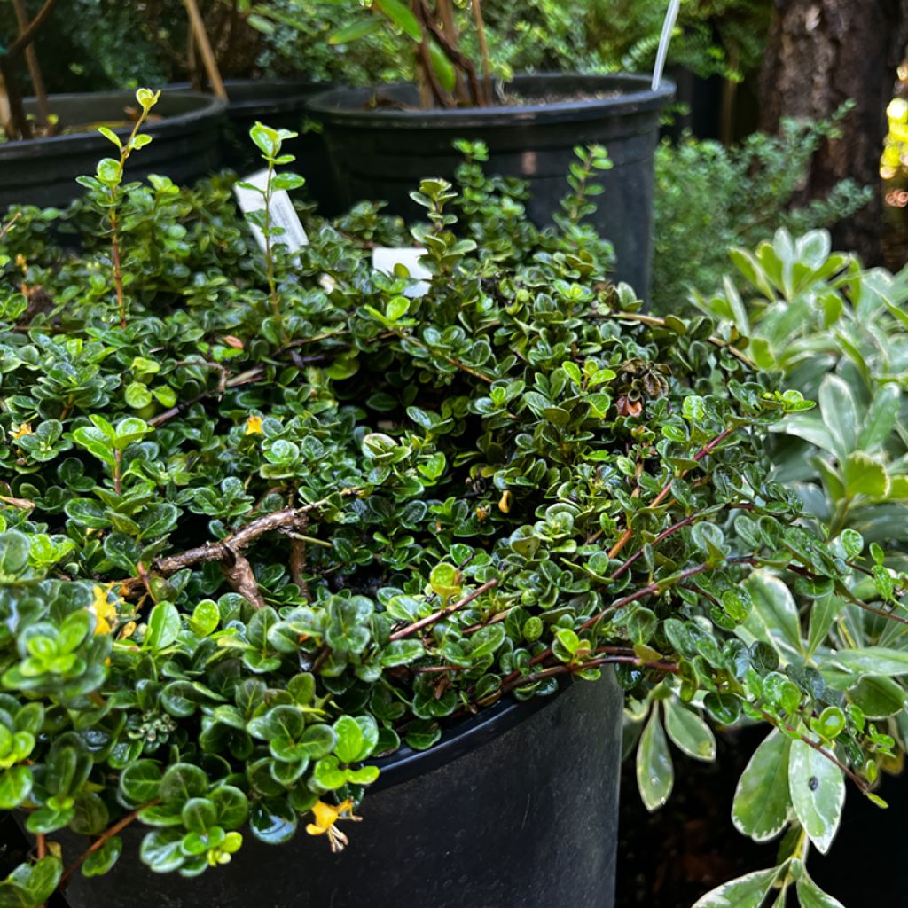 Krypande kaprifol - Lonicera crassifolia
