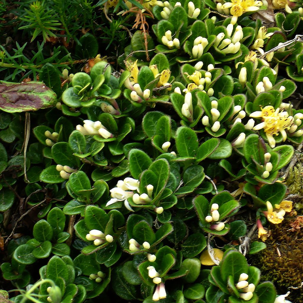 Krypande kaprifol - Lonicera crassifolia