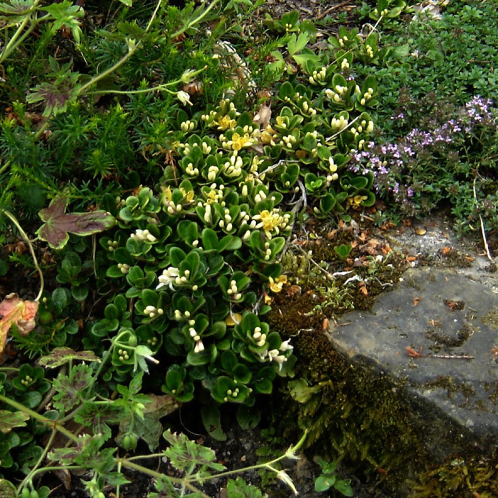 Krypande kaprifol - Lonicera crassifolia