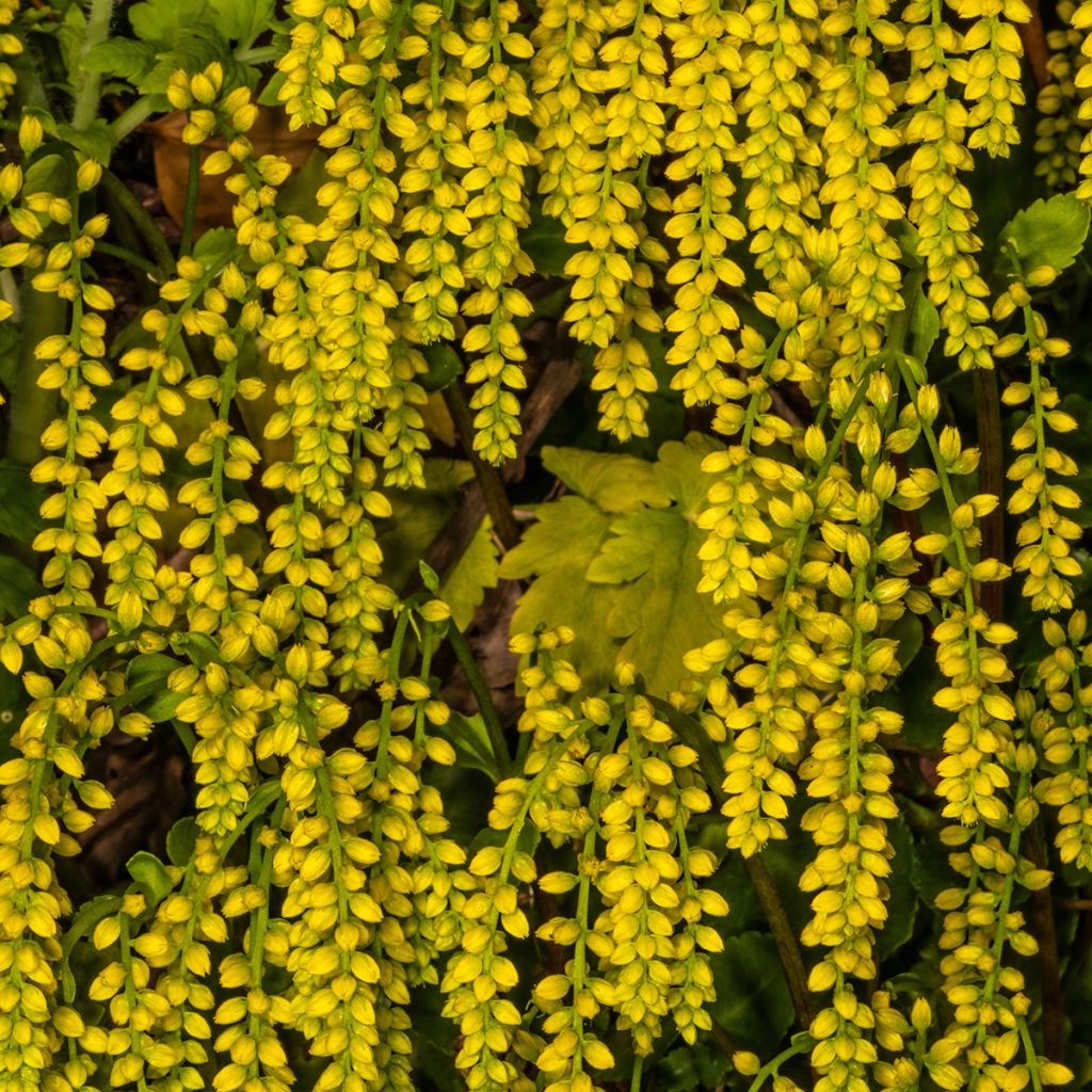 Kultakaari - Chiastophyllum oppositifolium