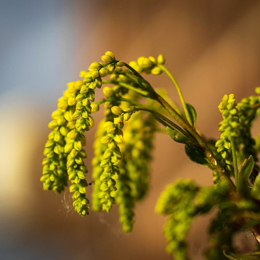 Kultakaari - Chiastophyllum oppositifolium