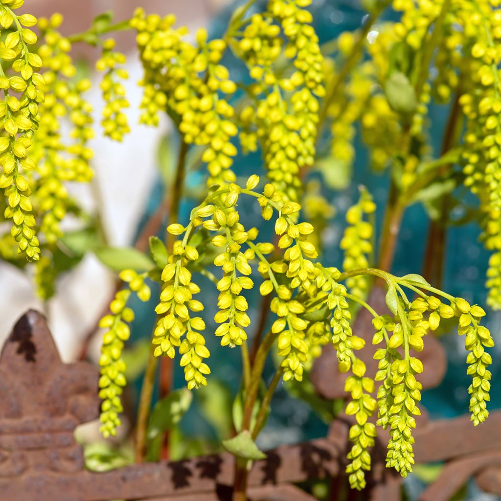 Kultakaari - Chiastophyllum oppositifolium