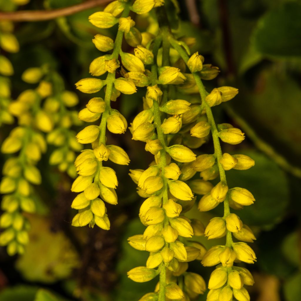 Kultakaari - Chiastophyllum oppositifolium