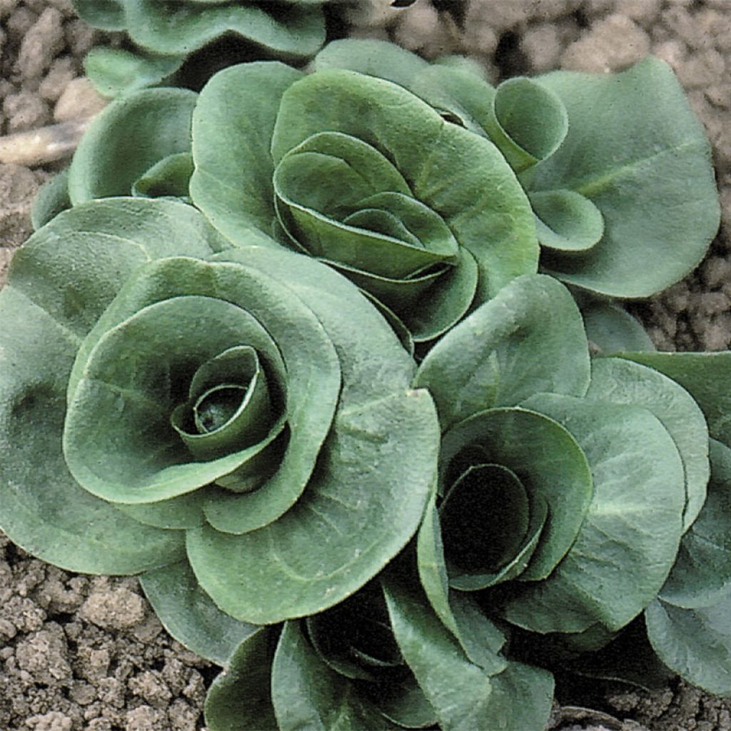 Chicorée Grumolo Verde Bio