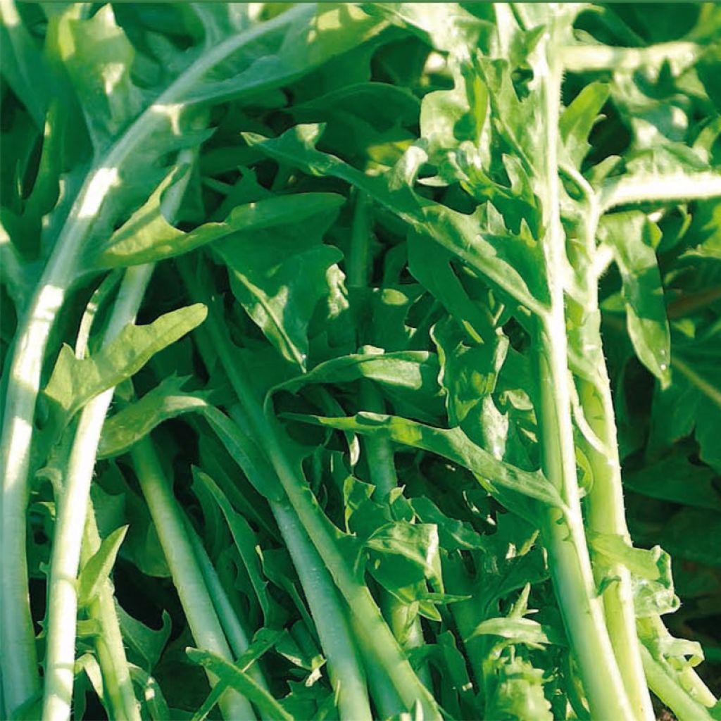 Chicorée sauvage amère Barbe De Capucin - Cichorium intybus