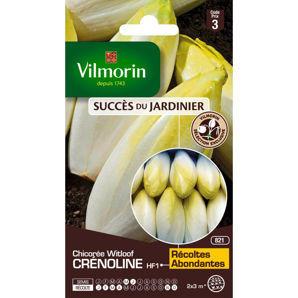 Salaattisikuri Crénoline F1 - Vilmorin