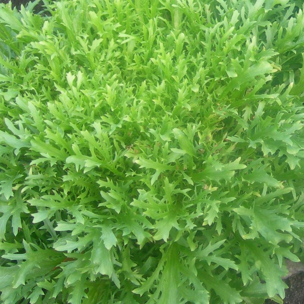 Kähäräendiivi Minerva taimena