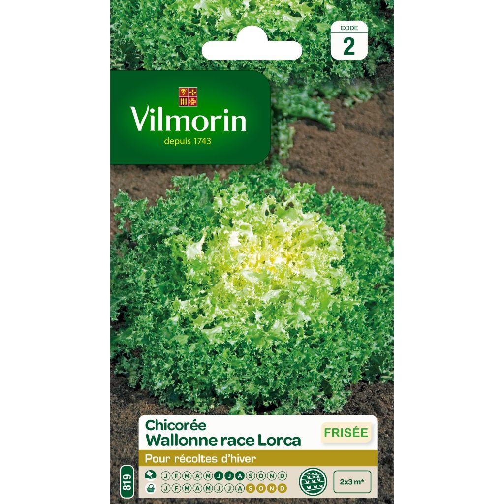 Kähäräendiivi Wallonne Lorca - Vilmorin