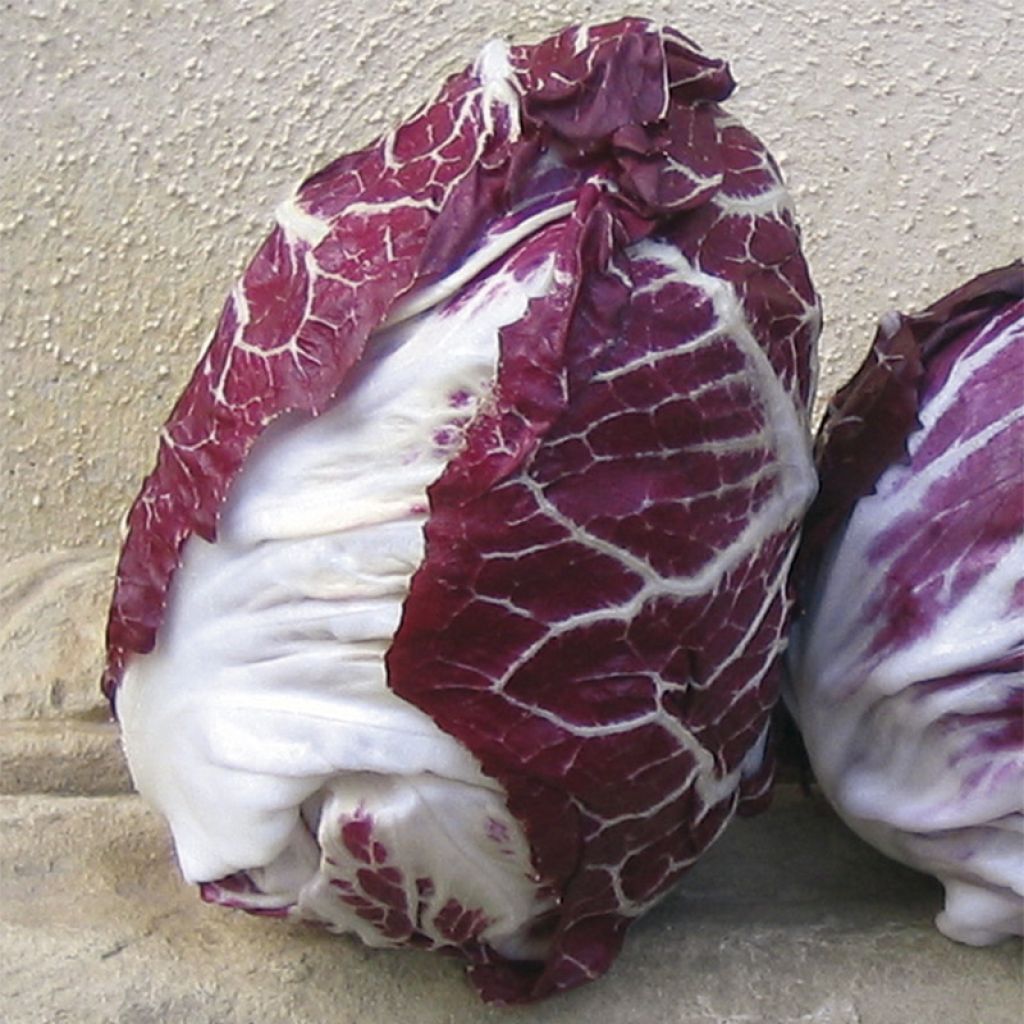 Sikuri Rossa di Verona