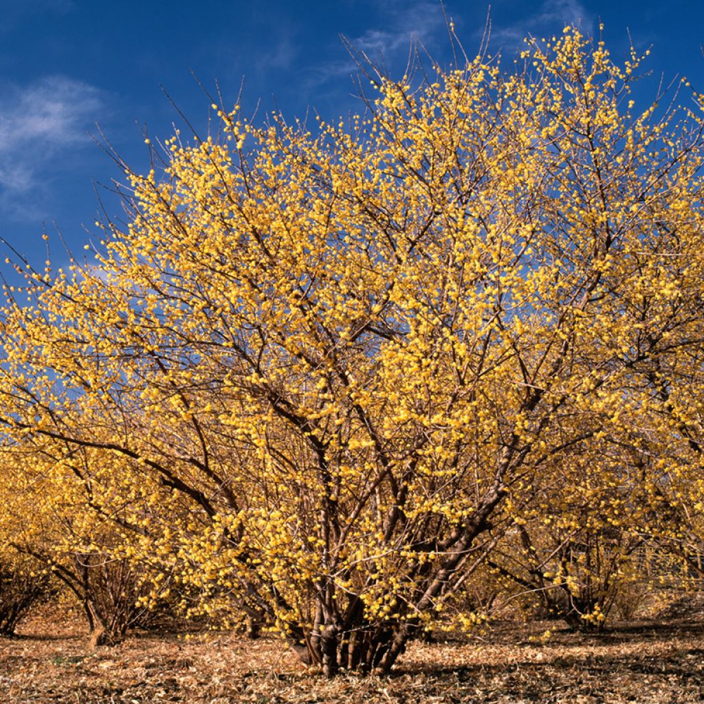 Tuoksutalvenlahja - Chimonanthus praecox
