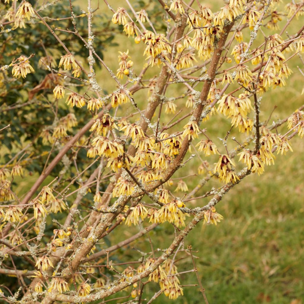 Tuoksutalvenlahja Grandiflorus