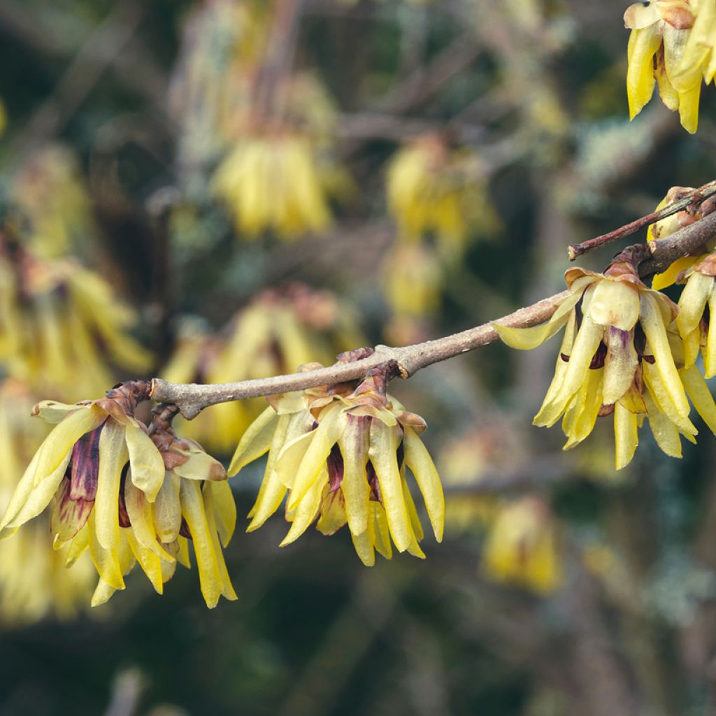 Tuoksutalvenlahja Grandiflorus