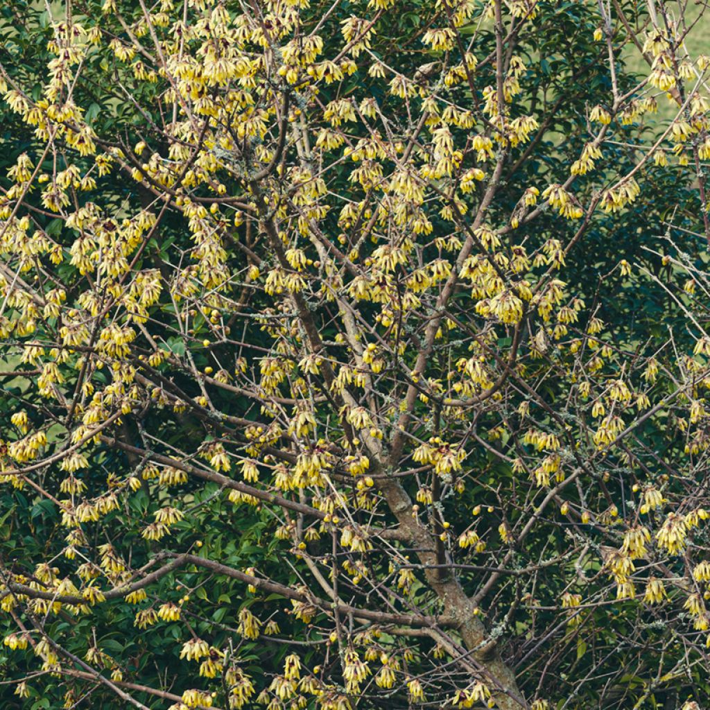 Tuoksutalvenlahja Grandiflorus